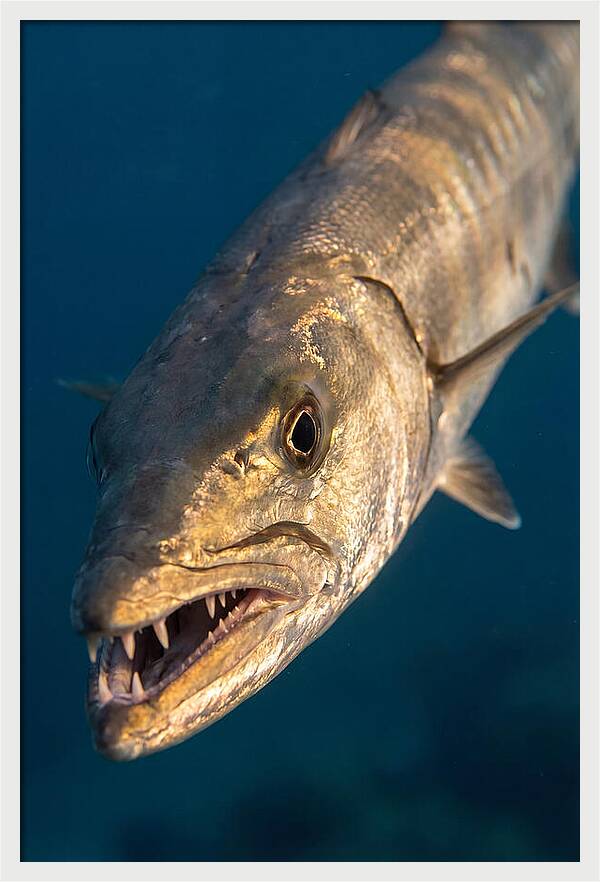 Great Barracuda Encounter