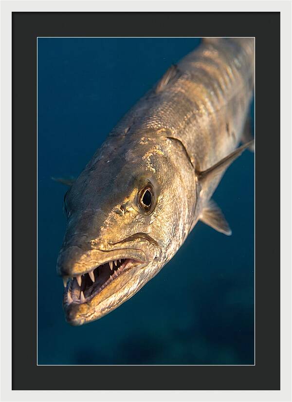 Great Barracuda Encounter