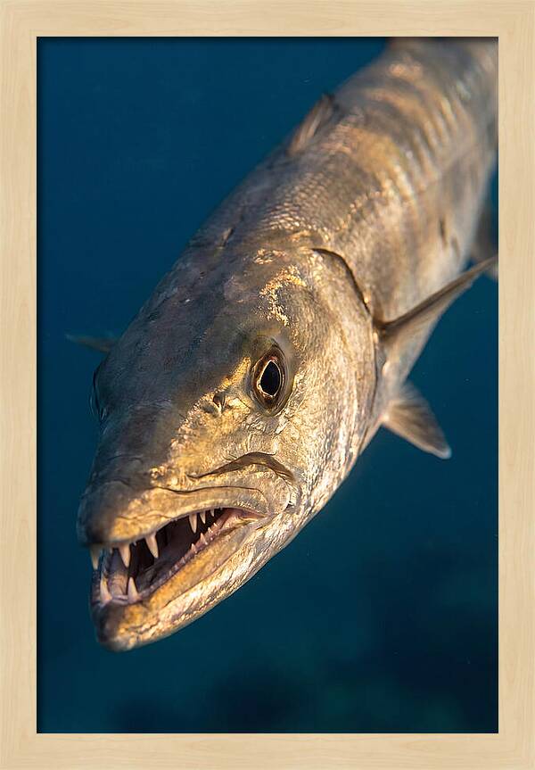 Great Barracuda Encounter
