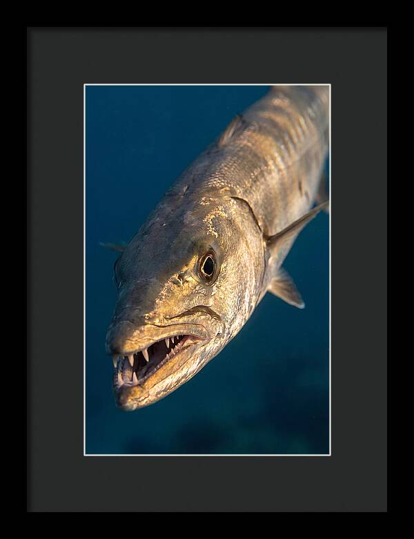 Great Barracuda Encounter