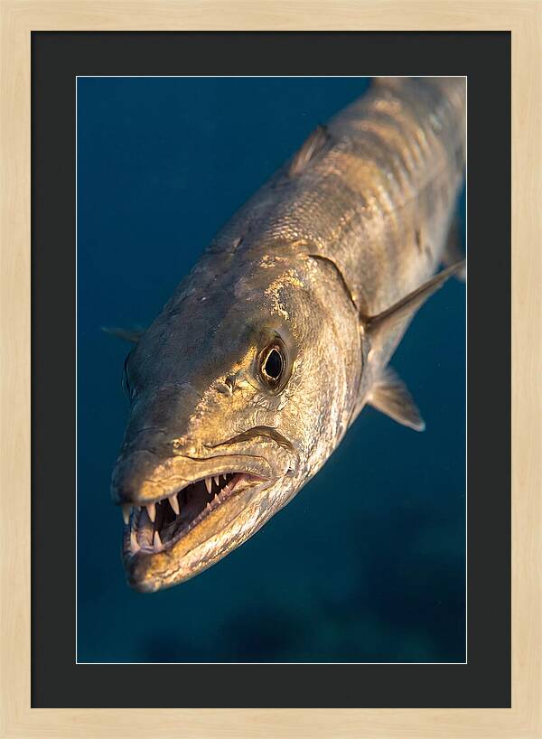 Great Barracuda Encounter