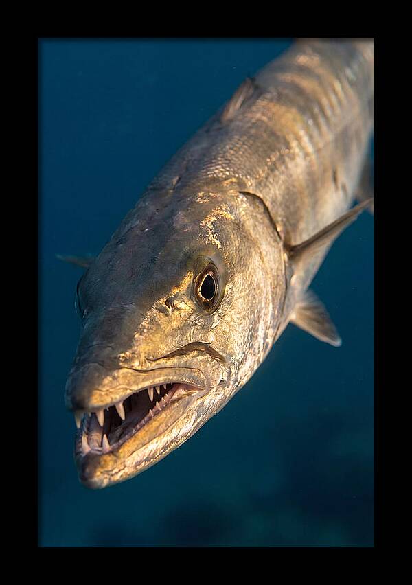 Great Barracuda Encounter