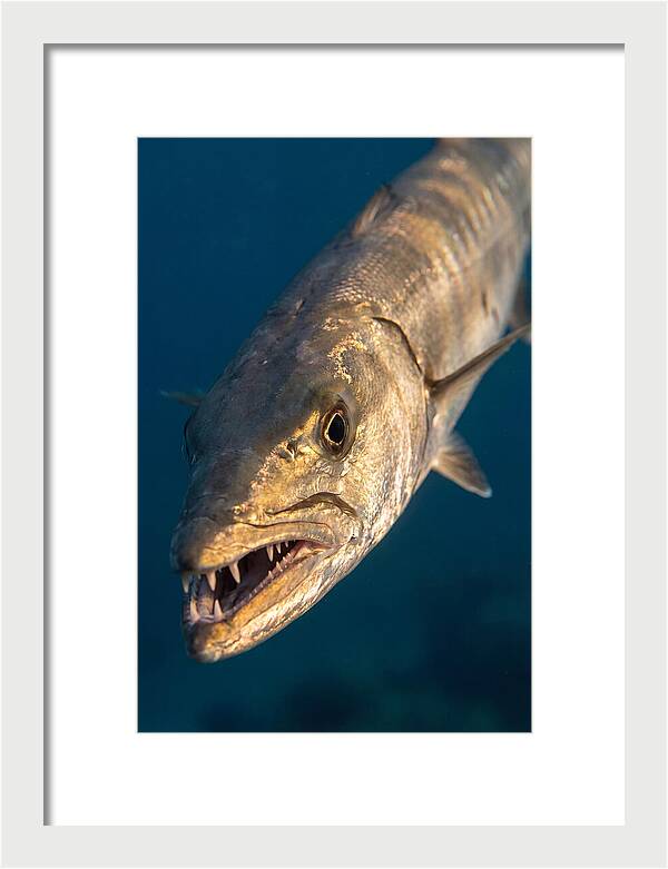 Great Barracuda Encounter