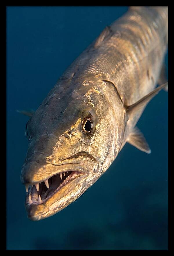 Great Barracuda Encounter