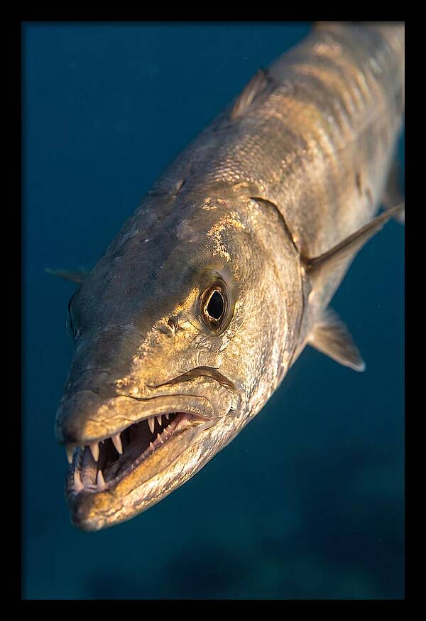 Great Barracuda Encounter