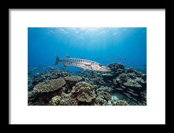 Great Barracuda In Coral Reef
