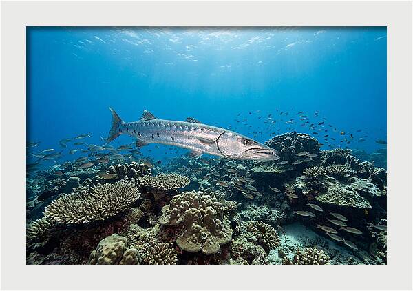 Great Barracuda In Coral Reef