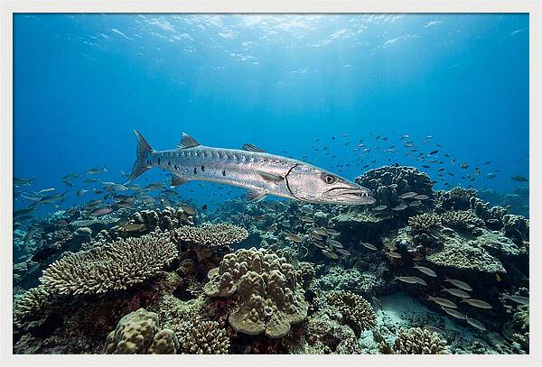 Great Barracuda In Coral Reef