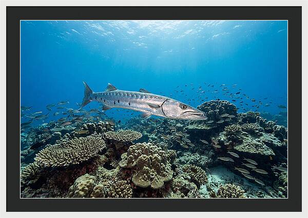 Great Barracuda In Coral Reef