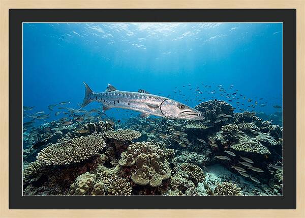 Great Barracuda In Coral Reef