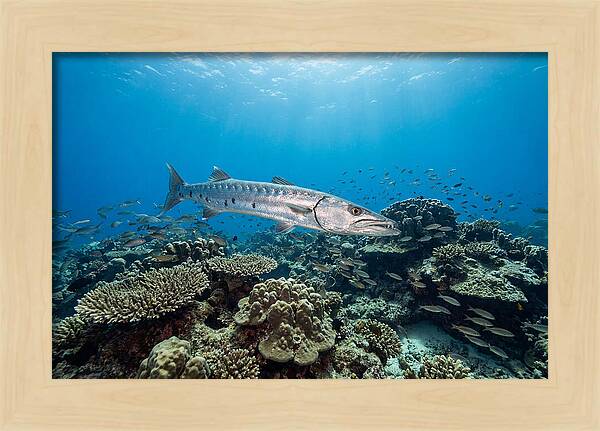 Great Barracuda In Coral Reef
