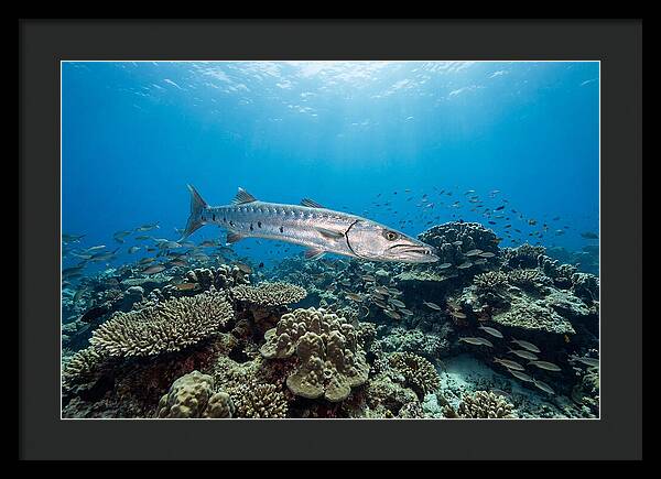 Great Barracuda In Coral Reef