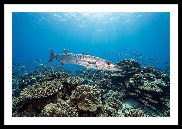 Great Barracuda In Coral Reef