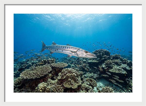 Great Barracuda In Coral Reef