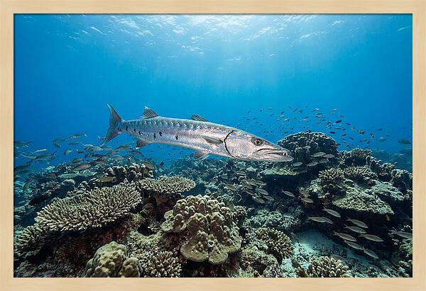 Great Barracuda In Coral Reef