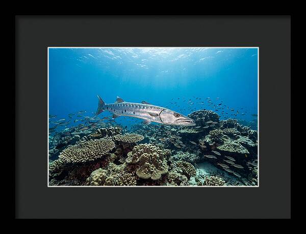 Great Barracuda In Coral Reef