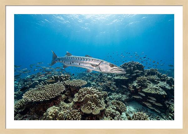 Great Barracuda In Coral Reef