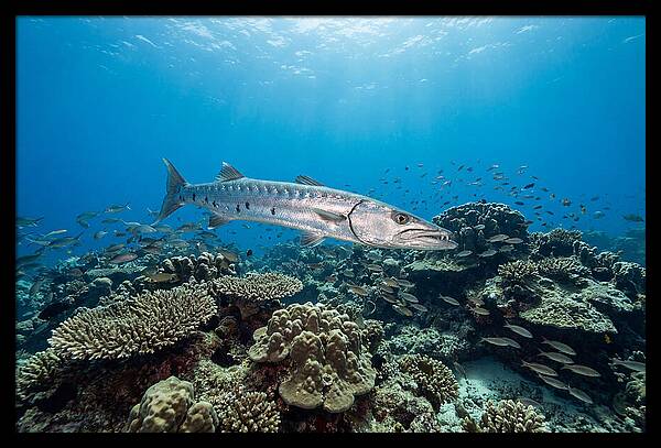 Great Barracuda In Coral Reef