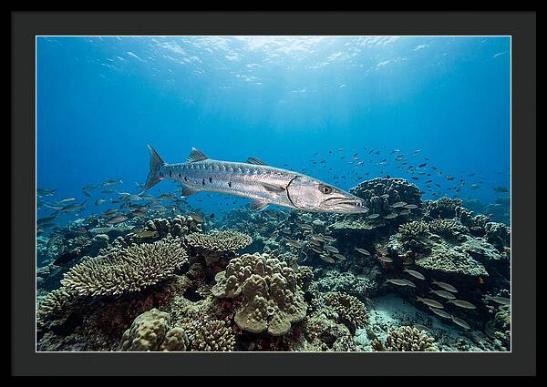 Great Barracuda In Coral Reef
