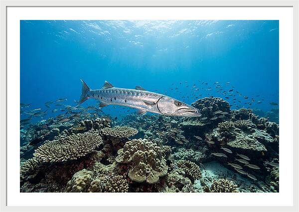Great Barracuda In Coral Reef