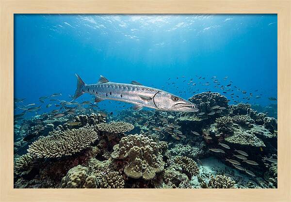 Great Barracuda In Coral Reef