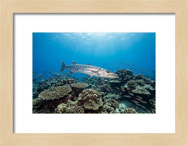 Great Barracuda In Coral Reef