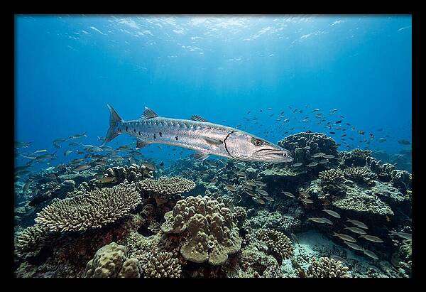 Great Barracuda In Coral Reef