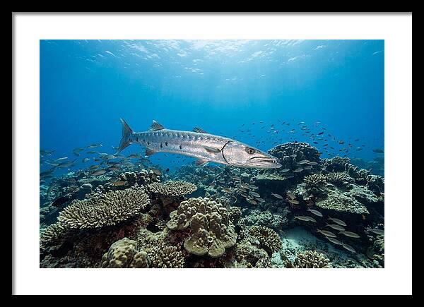 Great Barracuda In Coral Reef