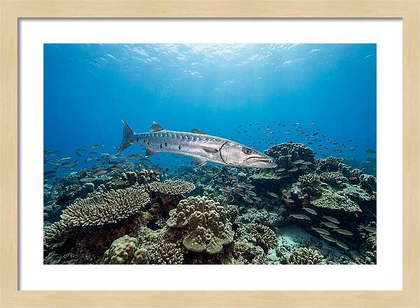 Great Barracuda In Coral Reef