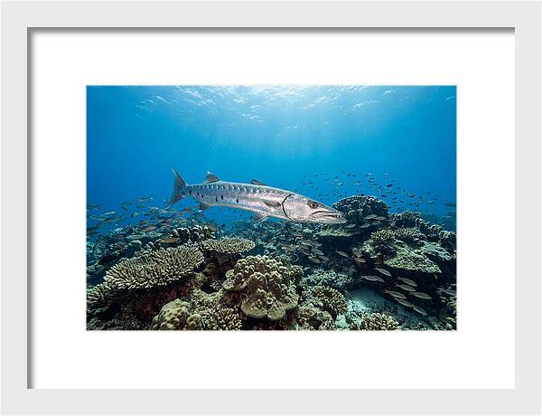 Great Barracuda In Coral Reef