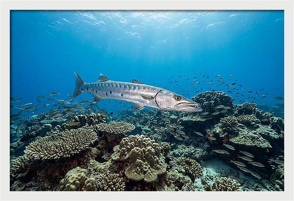 Great Barracuda In Coral Reef