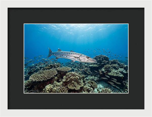 Great Barracuda In Coral Reef