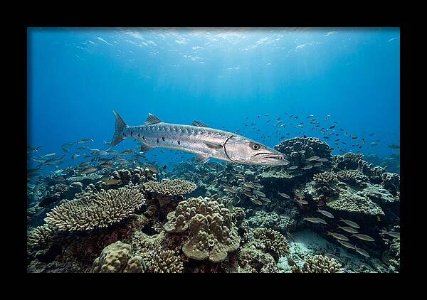 Great Barracuda In Coral Reef
