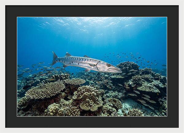 Great Barracuda In Coral Reef