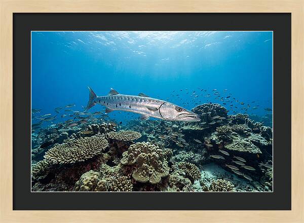 Great Barracuda In Coral Reef