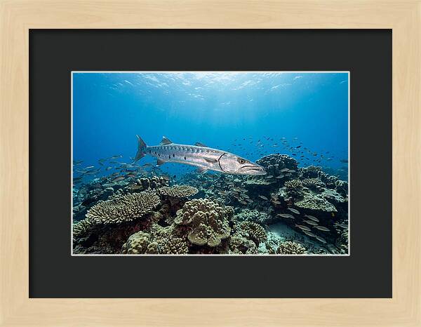Great Barracuda In Coral Reef