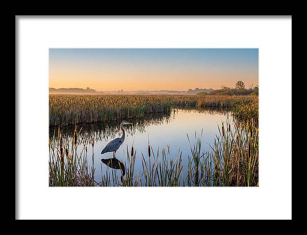 Great Blue Heron Fishing At Dawn