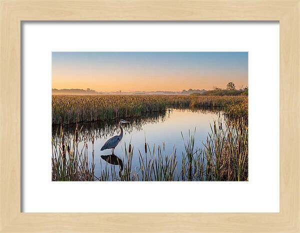 Great Blue Heron Fishing At Dawn
