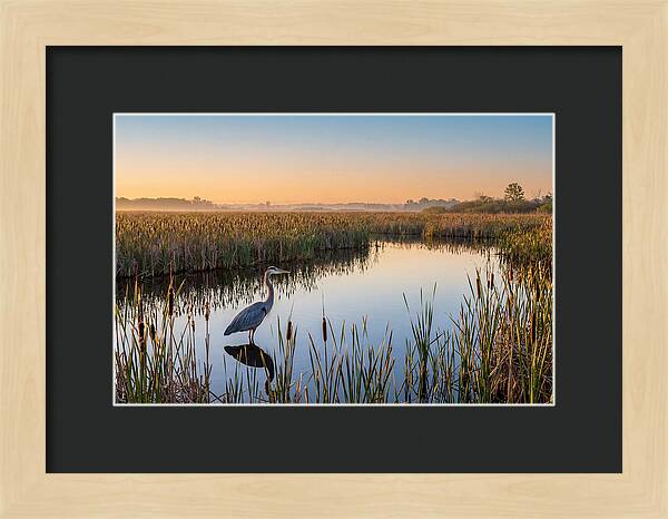 Great Blue Heron Fishing At Dawn