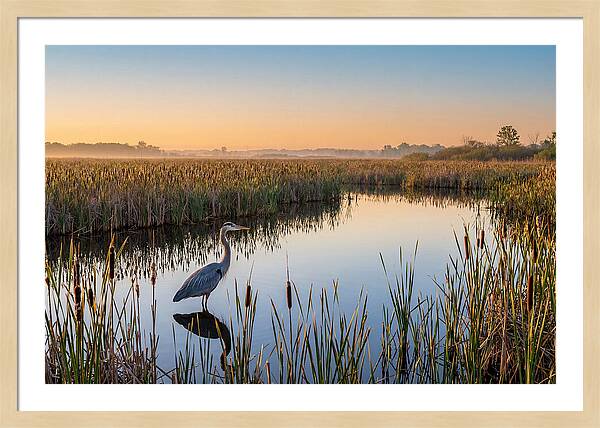 Great Blue Heron Fishing At Dawn