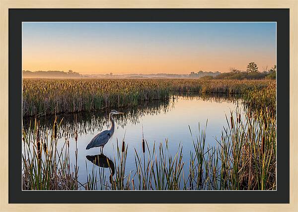 Great Blue Heron Fishing At Dawn