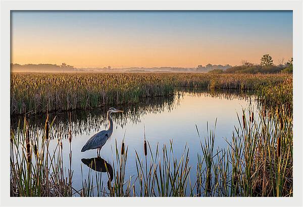 Great Blue Heron Fishing At Dawn