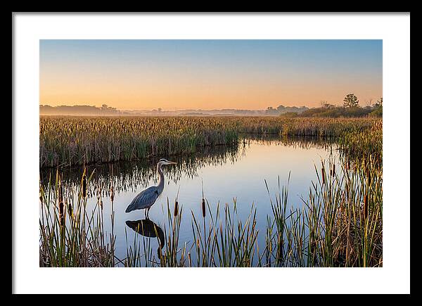 Great Blue Heron Fishing At Dawn