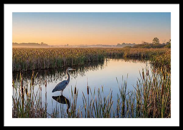 Great Blue Heron Fishing At Dawn