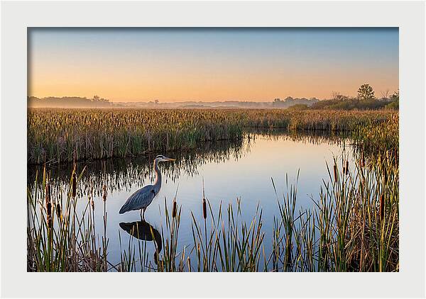 Great Blue Heron Fishing At Dawn