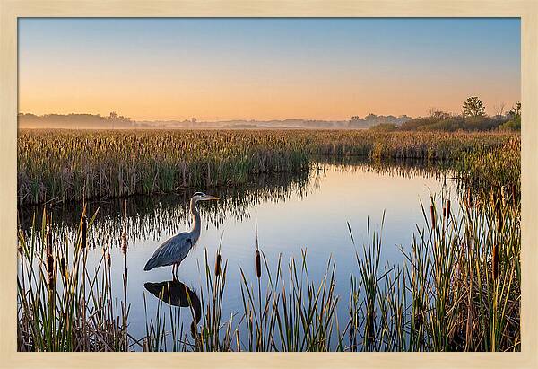 Great Blue Heron Fishing At Dawn