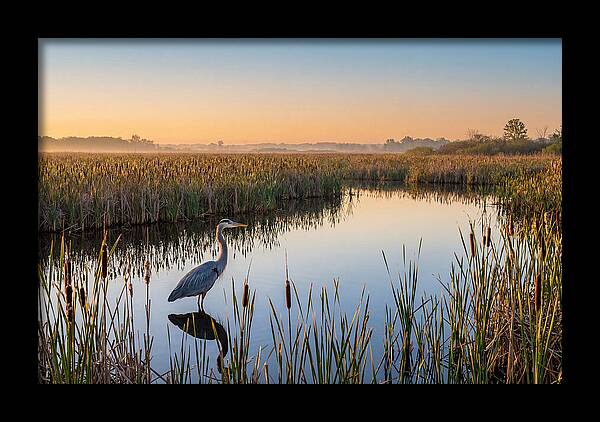 Great Blue Heron Fishing At Dawn
