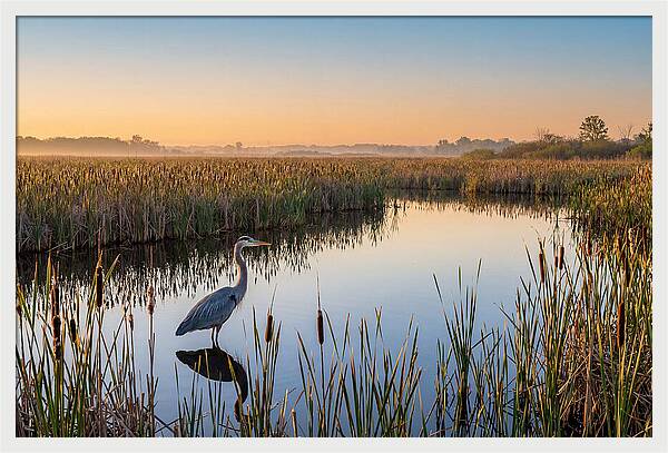 Great Blue Heron Fishing At Dawn