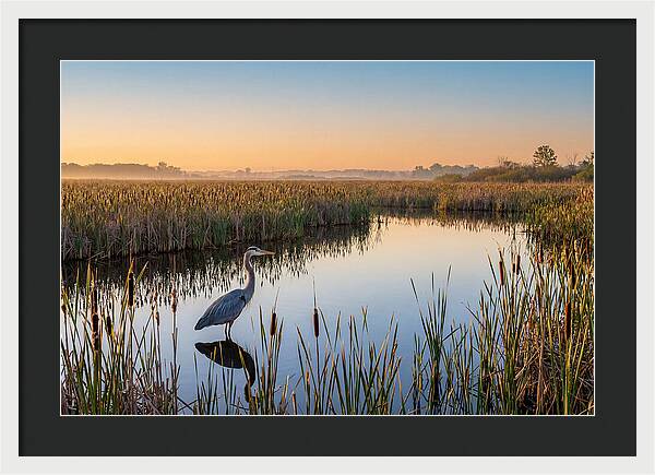 Great Blue Heron Fishing At Dawn