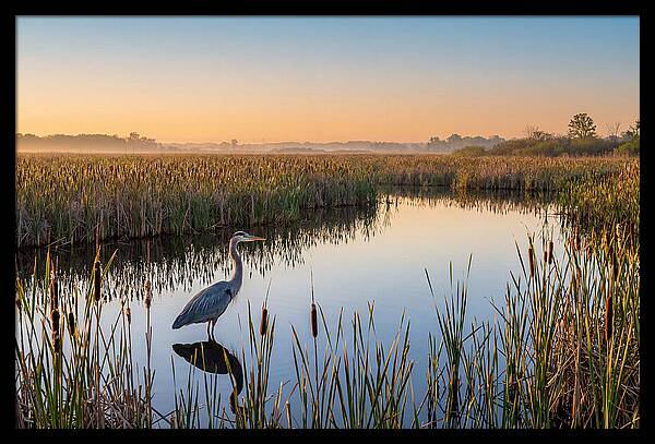 Great Blue Heron Fishing At Dawn